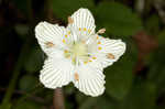 Kidneyleaf grass of Parnassus